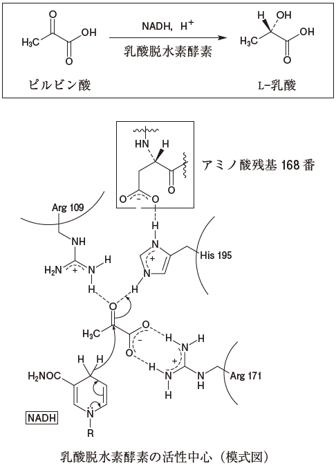 109回薬剤師国家試験問106 乳酸脱水素酵素の活性中心